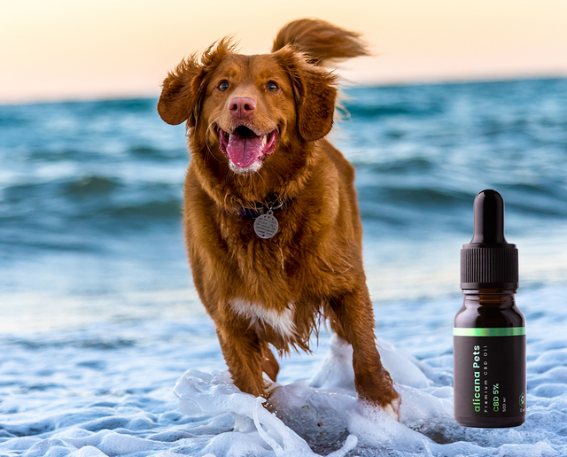 CBD для животных