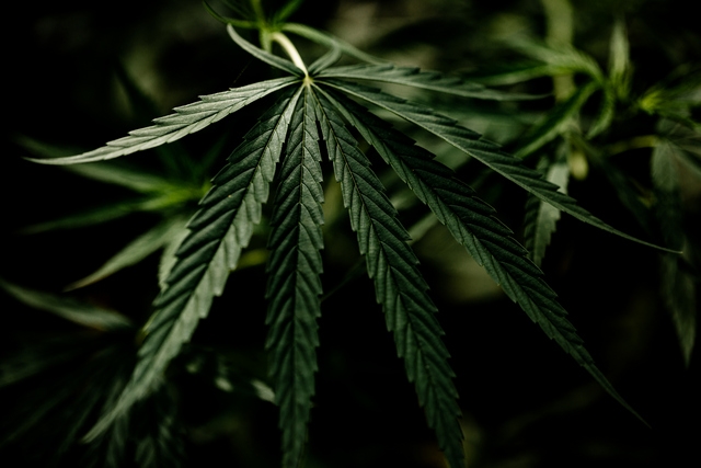 Масло CBD против конопляного масла: то же самое или другое?